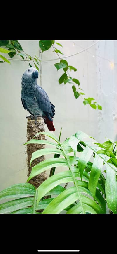 African Grey Parrot (Ringo)
