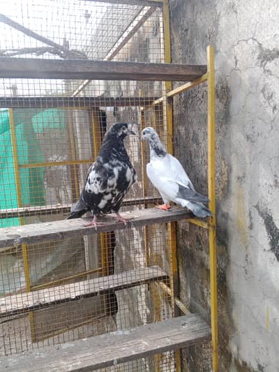 six baby pigon or 2 fance coha Chandni male for sale