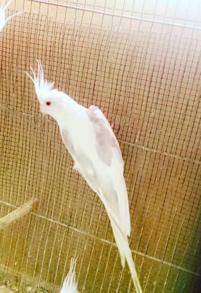 Fellow v pied male only. .