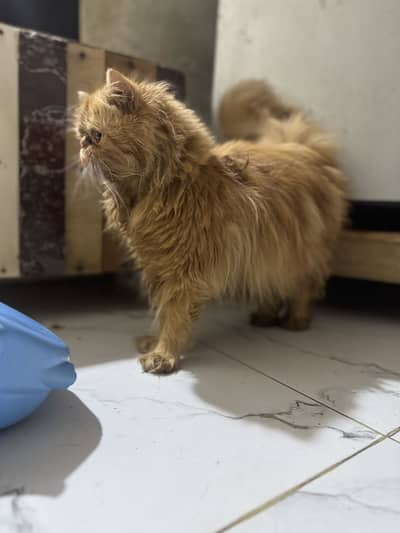 Peki female pure Peki blood line very healthy and active