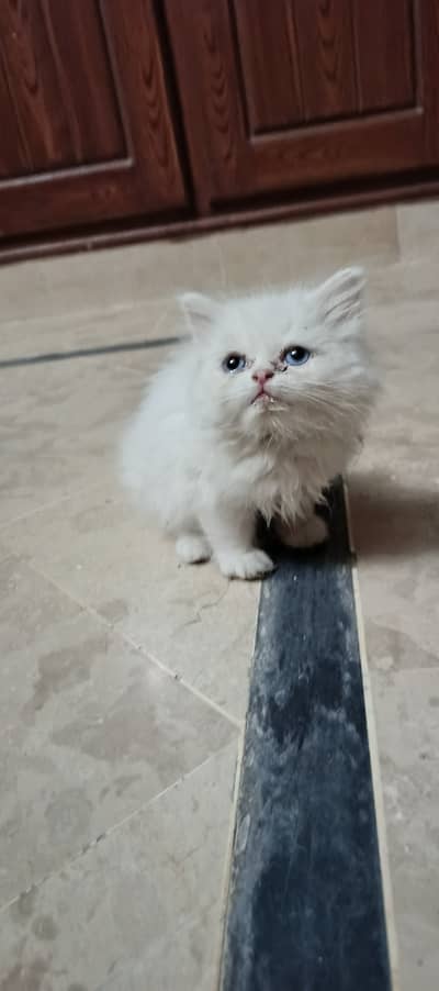 Adorable Persian Kitten Looking for a Loving Home 