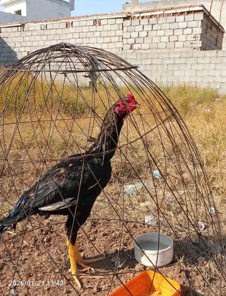 black shamo for sale 0