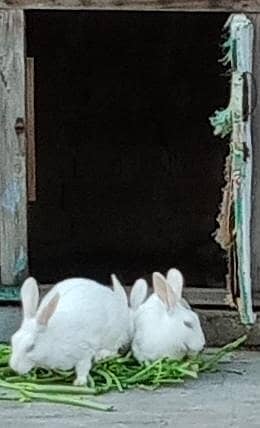 Red eyes rabbits breader female 2 for sale