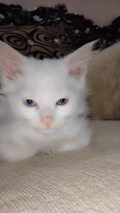 Persian male cat  odd eyed