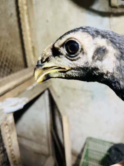 Thai black dargon patha for sale