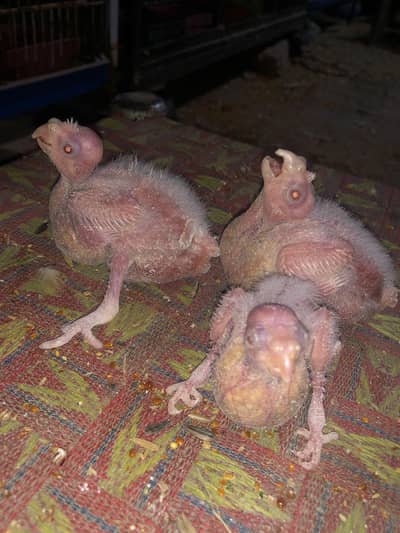 Eno White Red ie Cocktail Chikes. . . .     03059322440