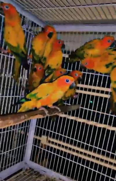 Sunconure pairs