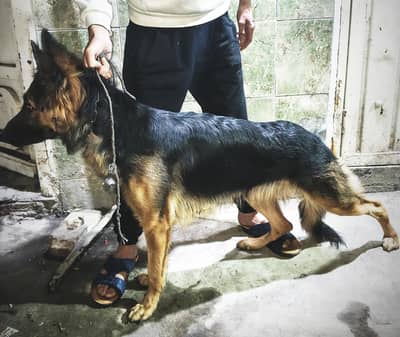 breader female German shepherd