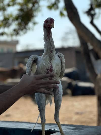 White German o shamoo aseel