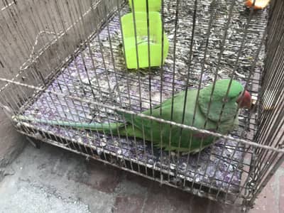 Raw Female Parrot for Sale – Healthy | 10,000 PKR