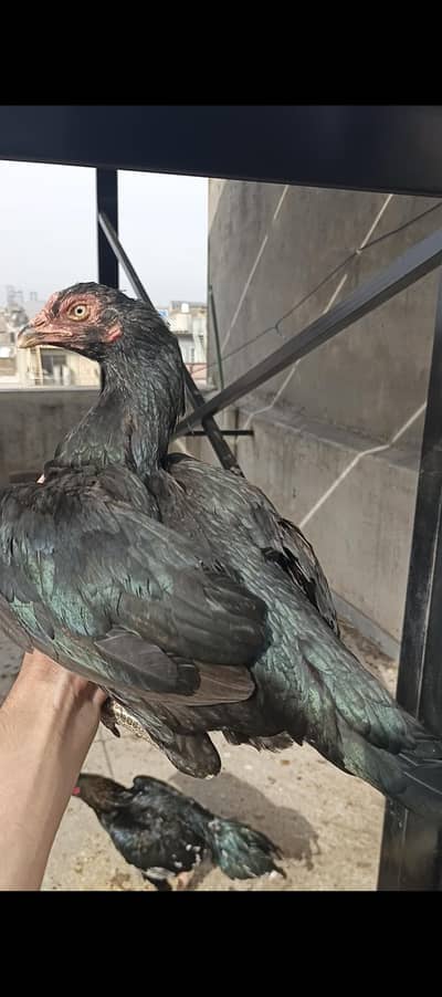 aseeel hera,lasani madi for sale