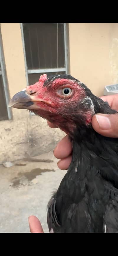 Mushki Lasani Madi Available. . . 03058914115