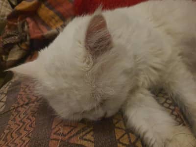 male availble for mating