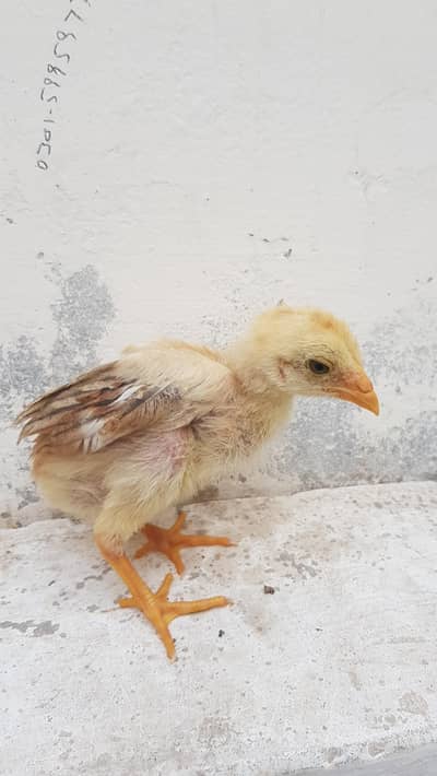 Mianwali Aseel chozay 9,piece