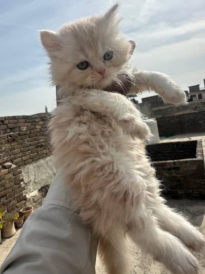 Extreme punch long cotted kitten