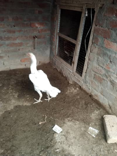 paper white Heera aseel murgi for sel