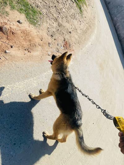 German Shepherd Male For Sale