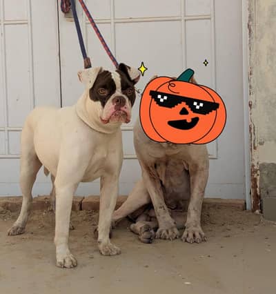 American bulldog female 0/3/2/5/6/3/9/6/9/2/2