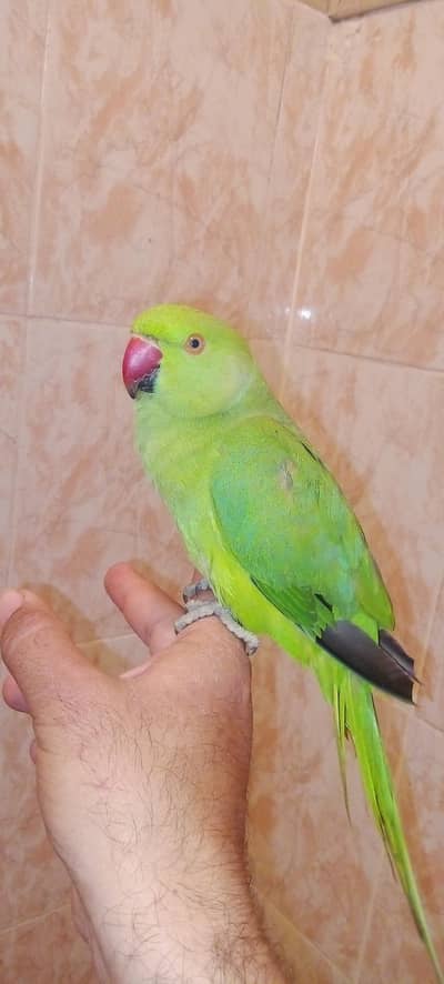 03435131048 Green ringneck parrot handtame