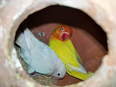 albaino and Latino pair