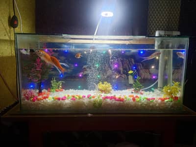 fishes with accverum