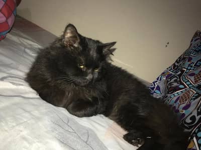 Beautiful male cat for sell Sami punch face  healthy and play full