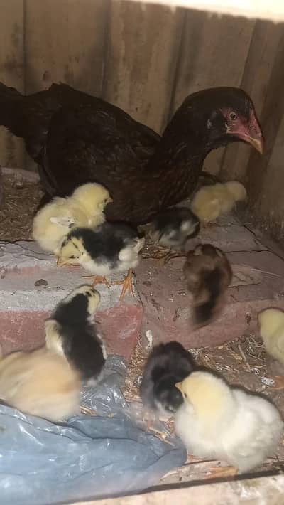 Jawa chick's age 15 days