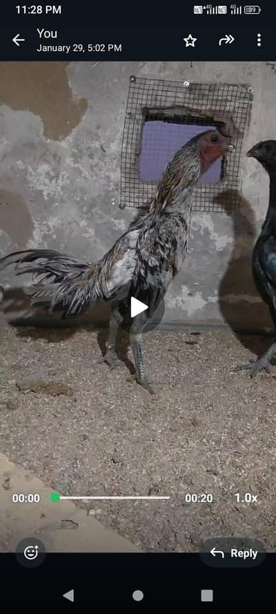 ice blue dragon birds available