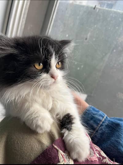 High quality Persian kitten| Punch Face| Triple Long coat baby