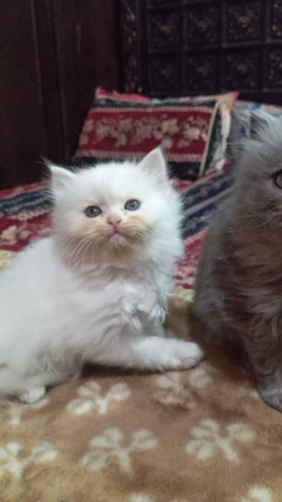 High quality Persian kitten| Punch Face| Triple Long coat baby
