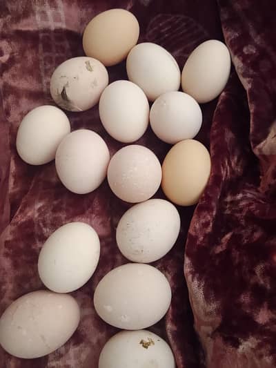 dasi egg  forsell