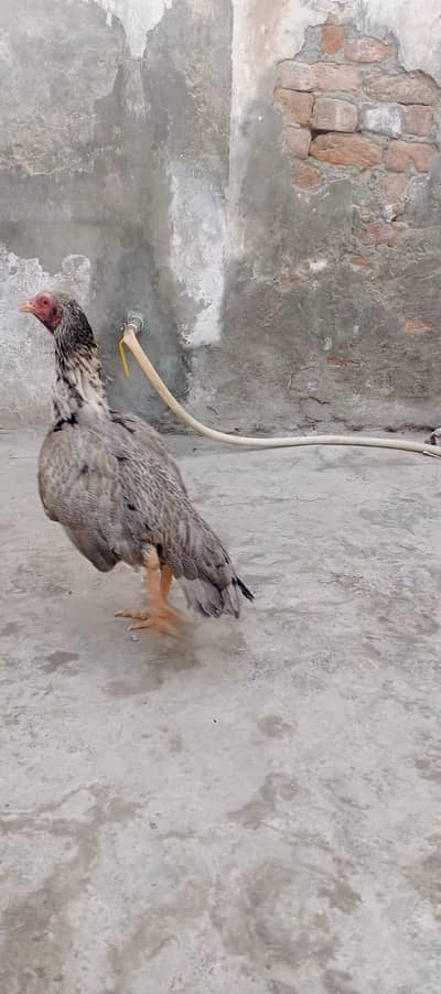 Super class Aseel n beautiful colour