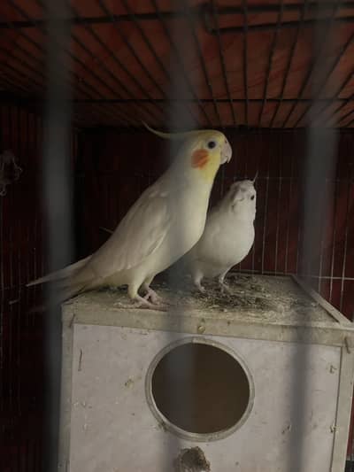 White Cockatiel