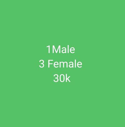 Paper white 03211164084