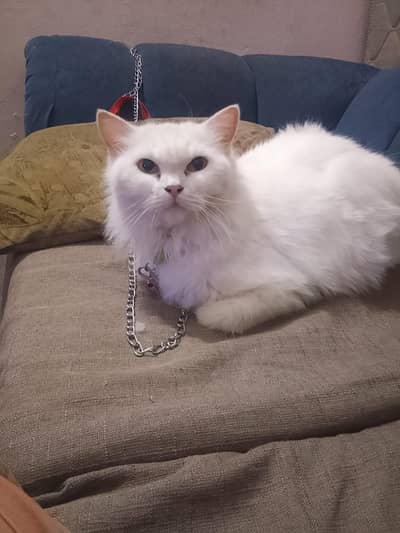 prangnet female king saize