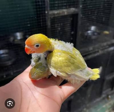 love bird flying tame or hand tame for sale