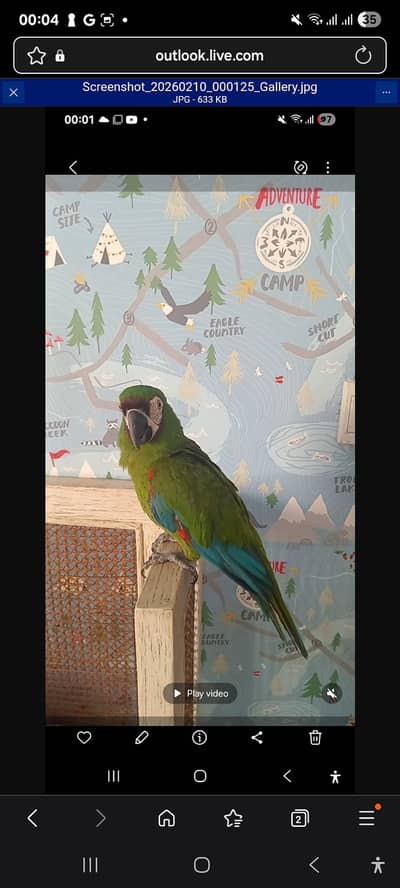 Seveare. Macaw for sale
