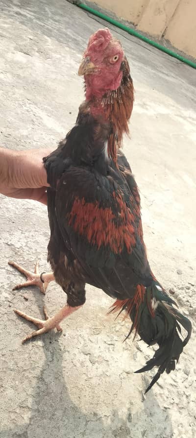 aseel lakha . only whatsapp 03058852221