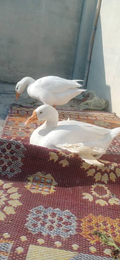 Beautiful White Geese