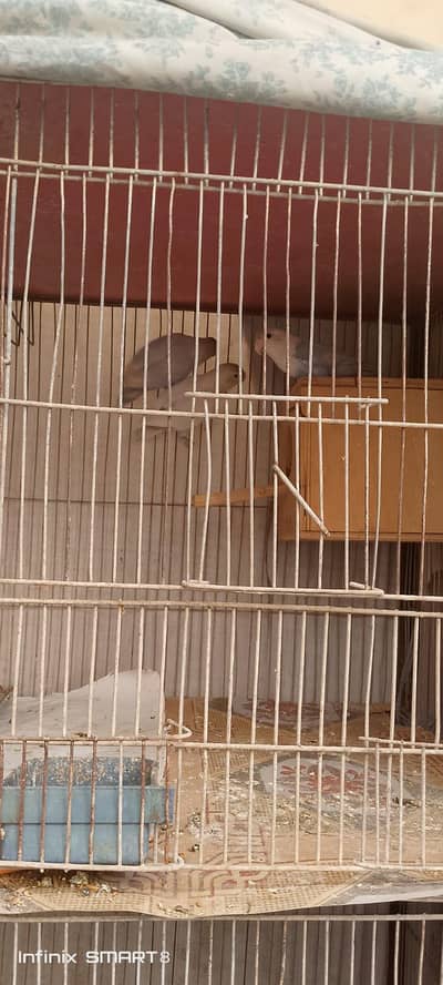 love brid breeder pair with chicks argent sale