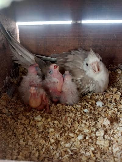 Cocktail Chicks for handtamed