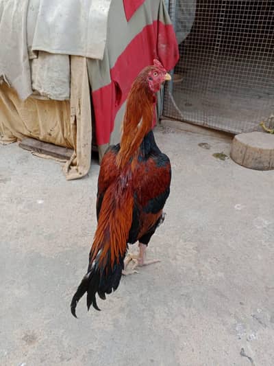 Mashallah Quality lakha bun guddi ka 03422719740