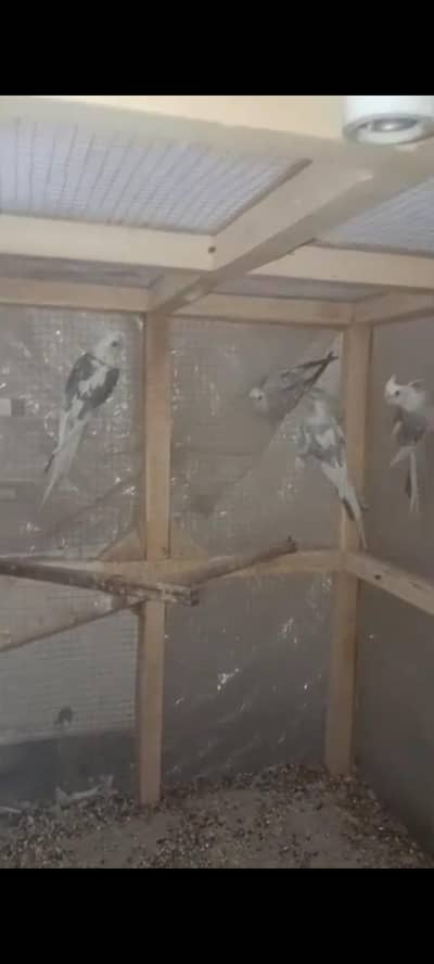 fellow cocktail breeder pairs