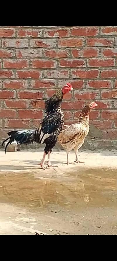 pure mian wali jora same juri hui nok nali