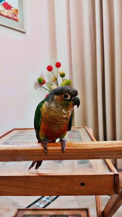 yellow sided conure talking parrot