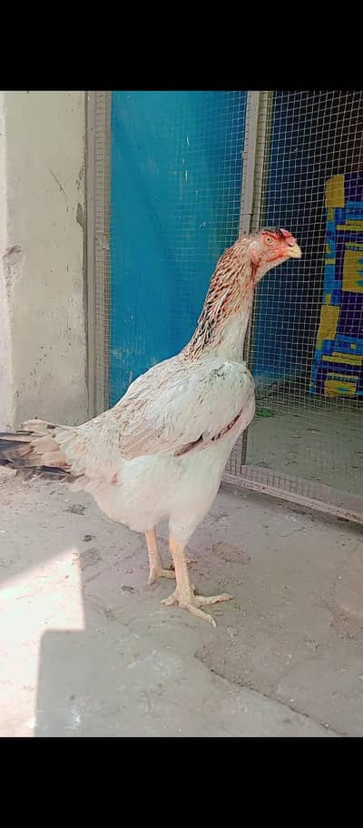 pure garmen Shamo hen