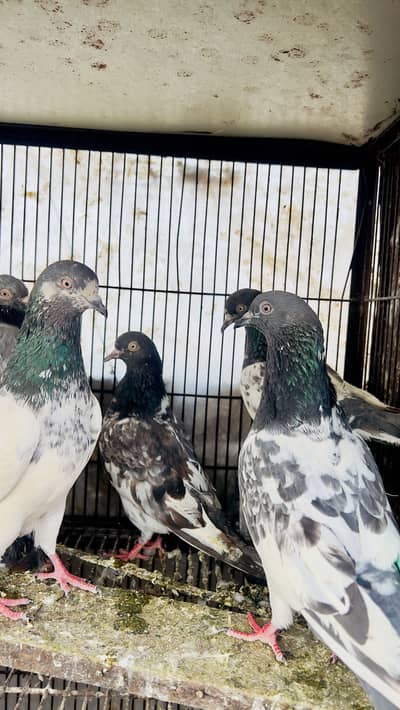 Main sahab waly or teddy