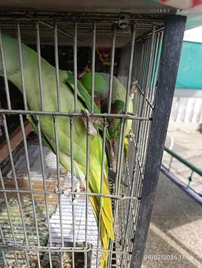 RAW PARROT PAIR (MALE 4.5 / FEMALE 8 Y )