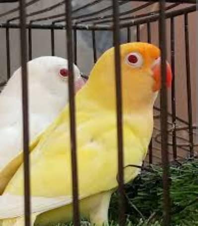 love birds breeder pairs