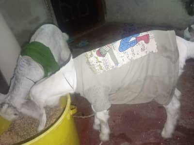 bakri with kids/bachoo ke sath